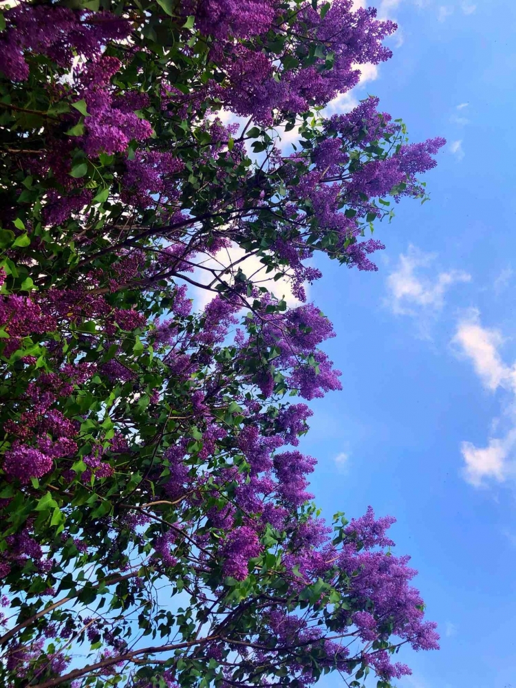 Обои с сиренью , фото 4