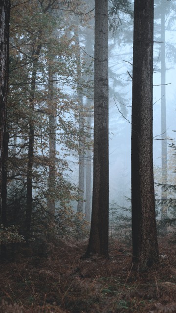 Обои и заставки на тему Лес, фото 29 Обои и заставки на тему Лес, фото 29