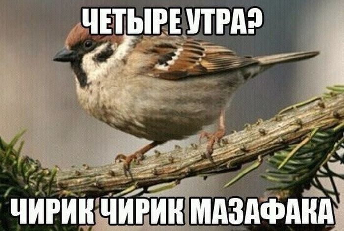 Смешные картинки с животными, фото 1 Смешные картинки с животными, фото 1