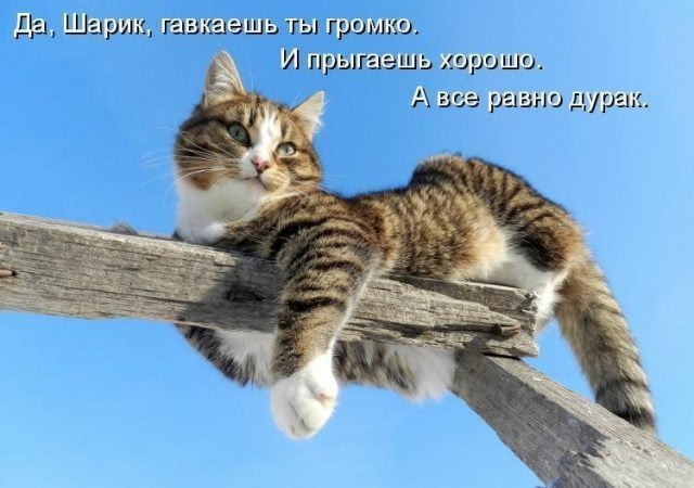 Смешные картинки с котиками. Часть 1, фото 4 Смешные картинки с котиками. Часть 1, фото 4