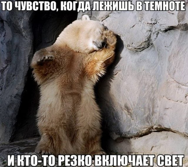 Смешные картинки с животными, фото 18 Смешные картинки с животными, фото 18