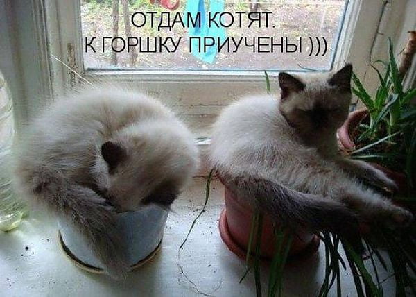 Смешные картинки с животными, фото 12 Смешные картинки с животными, фото 12