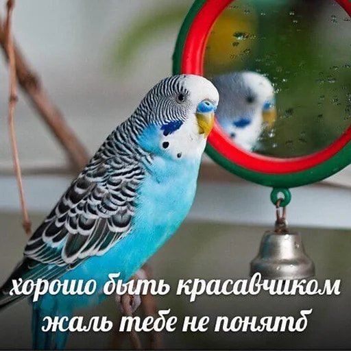 Смешные картинки с попугаями , фото 7 Смешные картинки с попугаями , фото 7