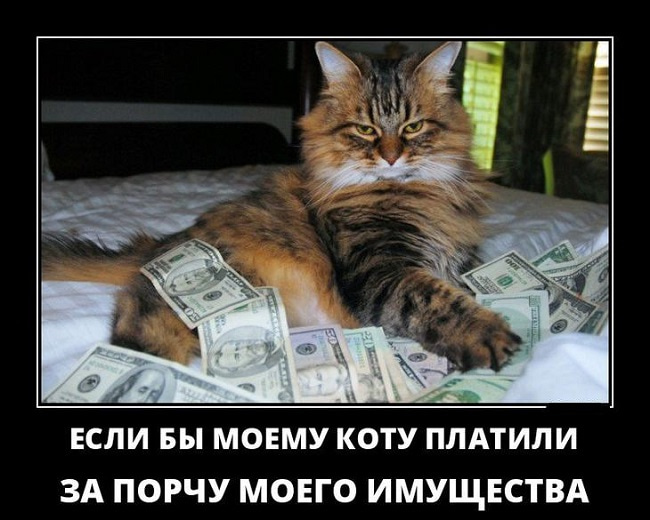 Смешные картинки с котиками. Часть 1, фото 32 Смешные картинки с котиками. Часть 1, фото 32