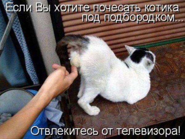 Смешные и забавные картинки зверей, фото 13 Смешные и забавные картинки зверей, фото 13