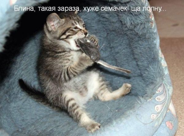 Смешные и забавные картинки зверей, фото 3 Смешные и забавные картинки зверей, фото 3