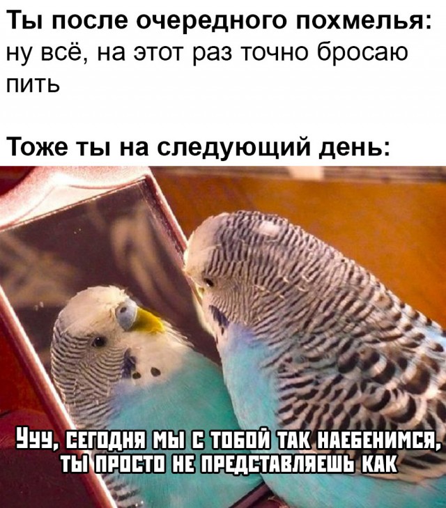Смешные картинки с животными, фото 4 Смешные картинки с животными, фото 4