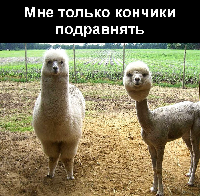 Смешные картинки с животными, фото 20 Смешные картинки с животными, фото 20