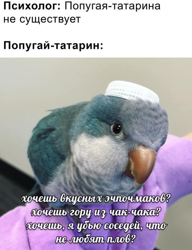 Смешные картинки с животными, фото 3 Смешные картинки с животными, фото 3