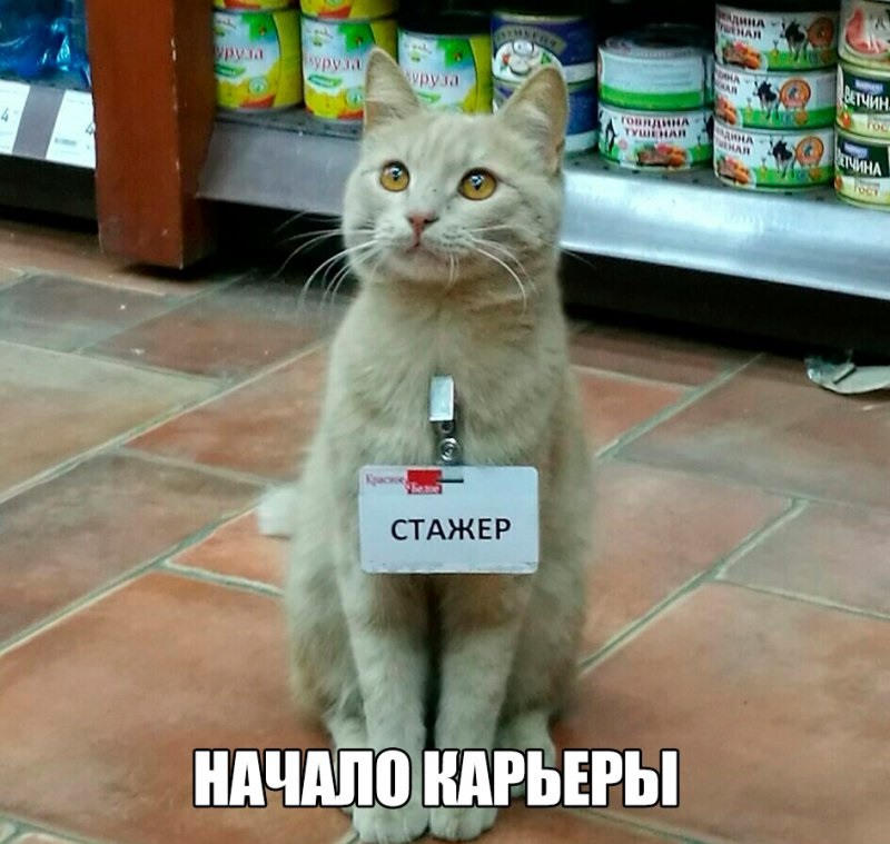 Смешные и забавные картинки зверей, фото 17 Смешные и забавные картинки зверей, фото 17