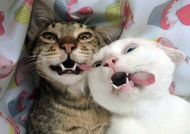 Смешные картинки с котиками. Часть 1, фото 25 Смешные картинки с котиками. Часть 1, фото 25