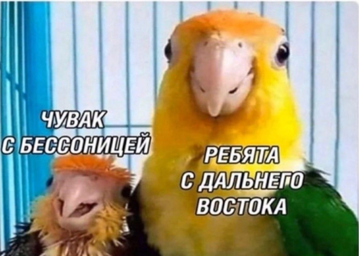 Смешные картинки с попугаями , фото 3 Смешные картинки с попугаями , фото 3