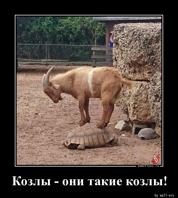 Демотиваторы про Козликофф, фото 6 Демотиваторы про Козликофф, фото 6