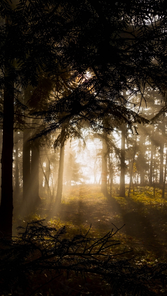 Обои и заставки на тему Лес, фото 10 Обои и заставки на тему Лес, фото 10