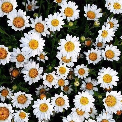 Обои с ромашками , фото 10