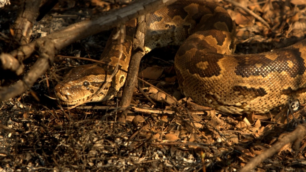 Обои рептилии (1), фото 14 Обои рептилии (1), фото 14