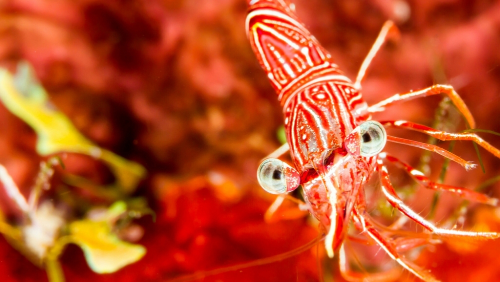 Обои мир моря (1), фото 14 Обои мир моря (1), фото 14