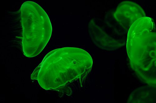 Таинственный мир океана, фото 13