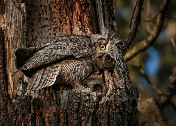 Совы... они такие... совы..., фото 14 Совы... они такие... совы..., фото 14