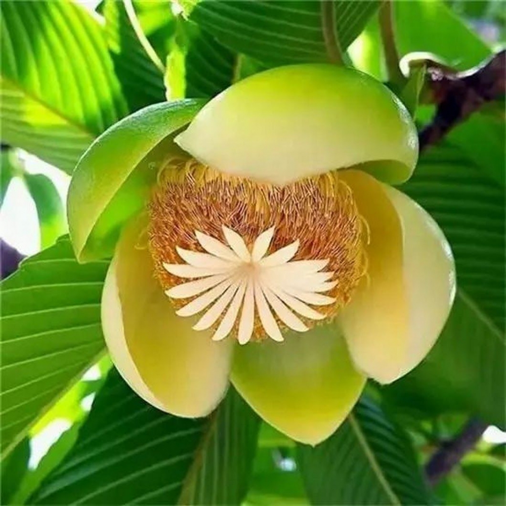 Волшебные цветы тропиков, фото 12