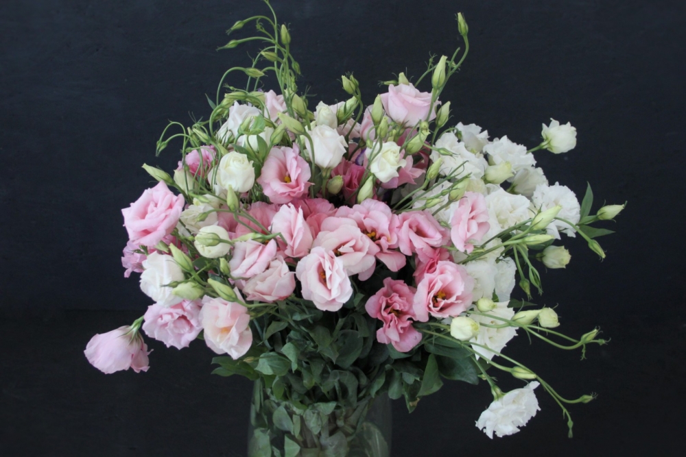 Красавица эустома, фото 13