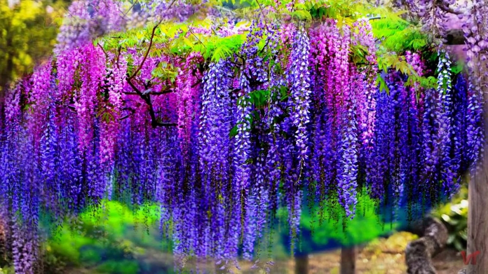 Невероятная глициния, фото 14