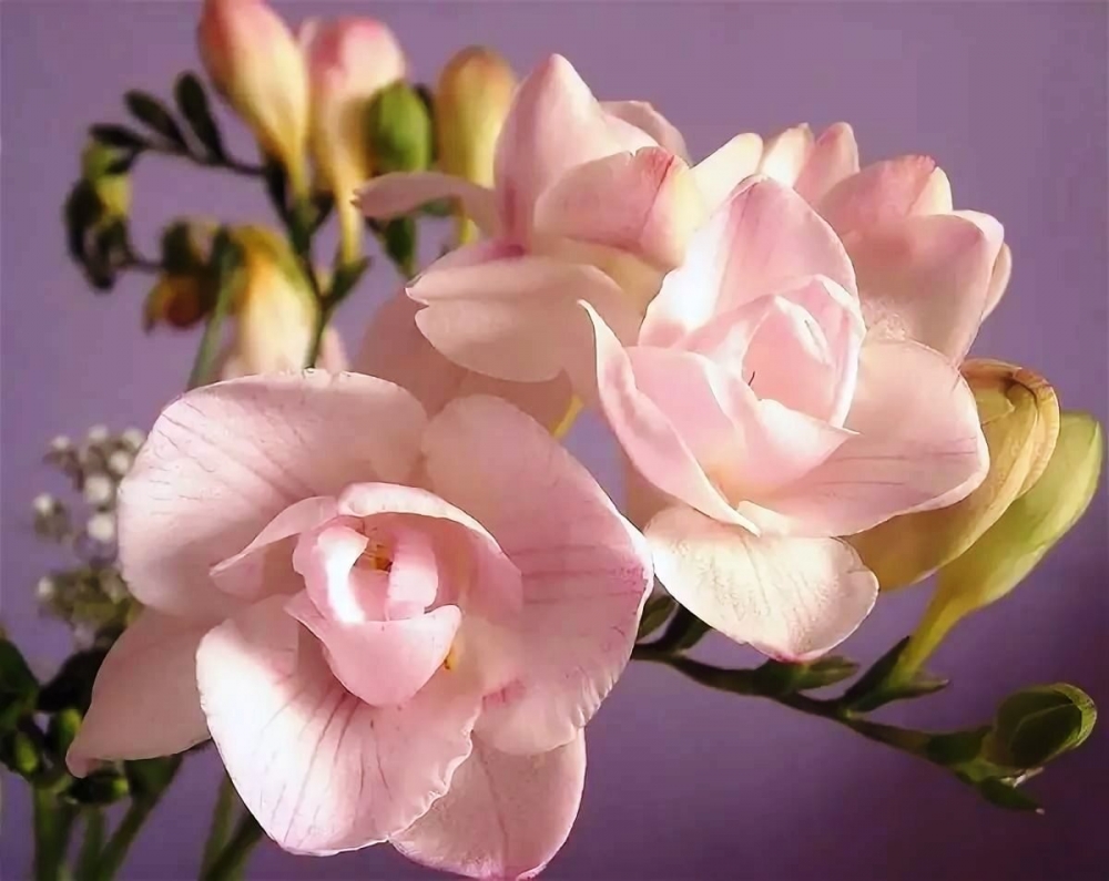 Волшебство нежной фрезии, фото 14