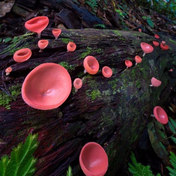 Удивительные грибы, фото 14 Удивительные грибы, фото 14