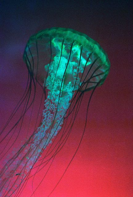 Удивительные медузы, фото 13