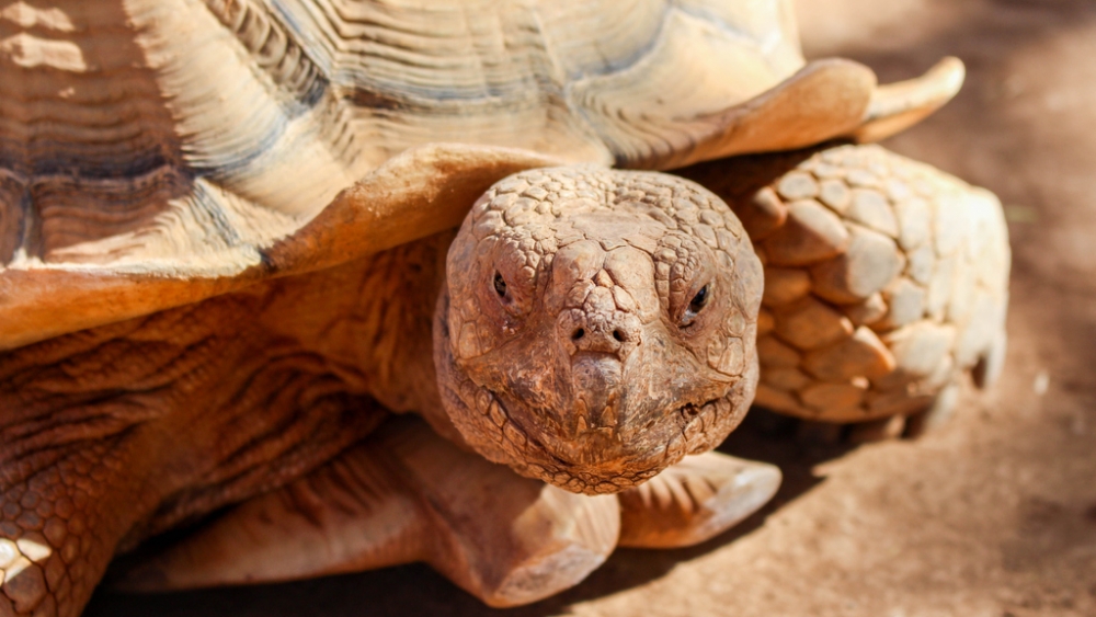 Обои мир моря (2), фото 15 Обои мир моря (2), фото 15