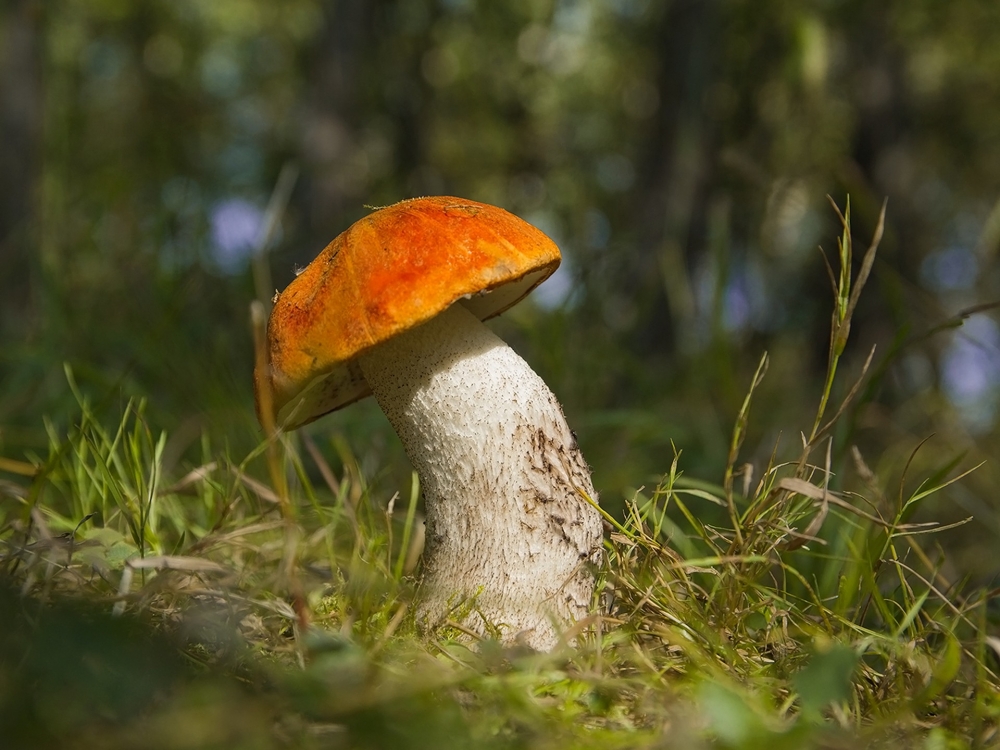 Тихая охота, фото 13 Тихая охота, фото 13
