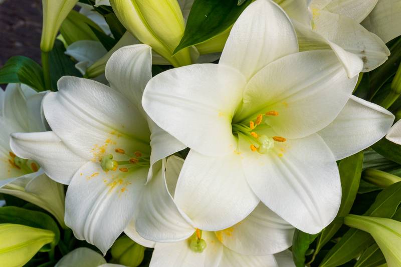 Лето в калейдоскопе ярких лилий., фото 17