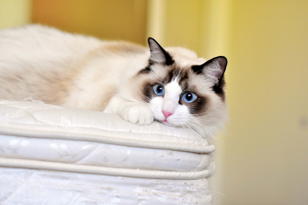 Обои с котиками, фото 14 Обои с котиками, фото 14