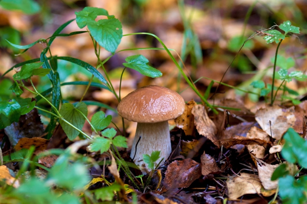 Обои с грибами, фото 15 Обои с грибами, фото 15