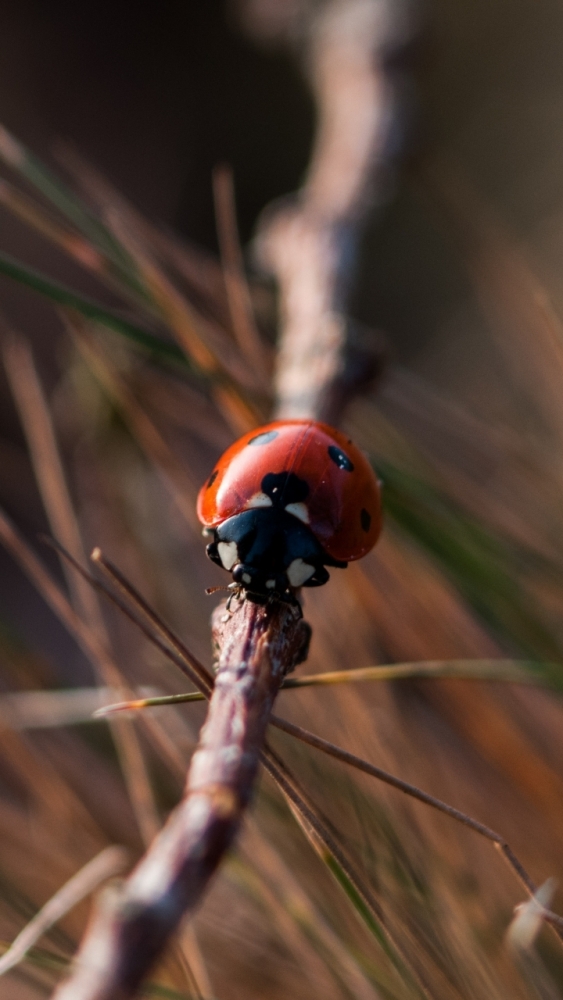 Макро обои для смартфона, фото 15 Макро обои для смартфона, фото 15