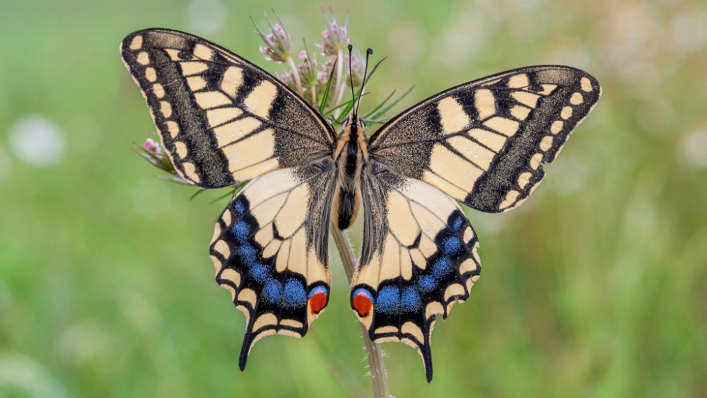 Обои насекомые (1), фото 16 Обои насекомые (1), фото 16