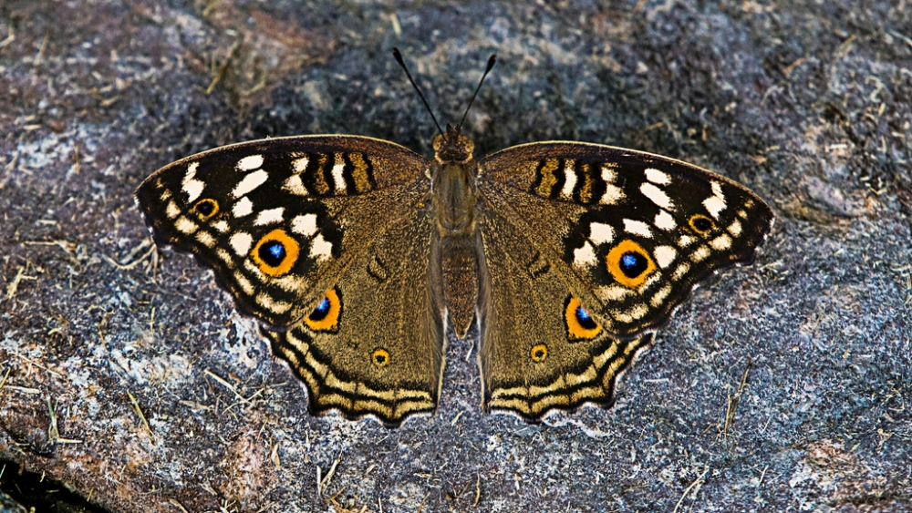 Обои насекомые (2), фото 14 Обои насекомые (2), фото 14