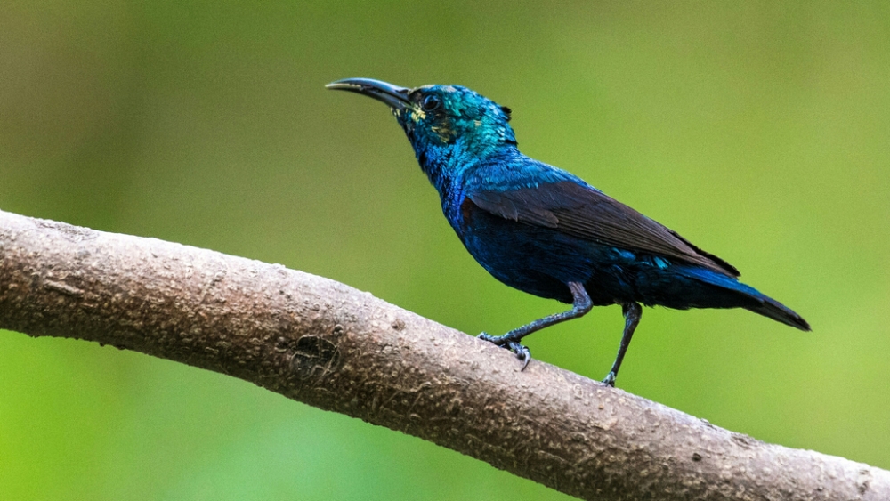 Обои птицы (2), фото 15 Обои птицы (2), фото 15