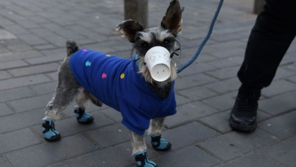 Смешные картинки про Короновирус, фото 13 Смешные картинки про Короновирус, фото 13