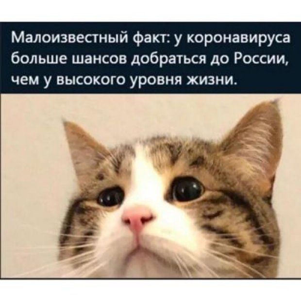 Смешные картинки про Короновирус, фото 31 Смешные картинки про Короновирус, фото 31