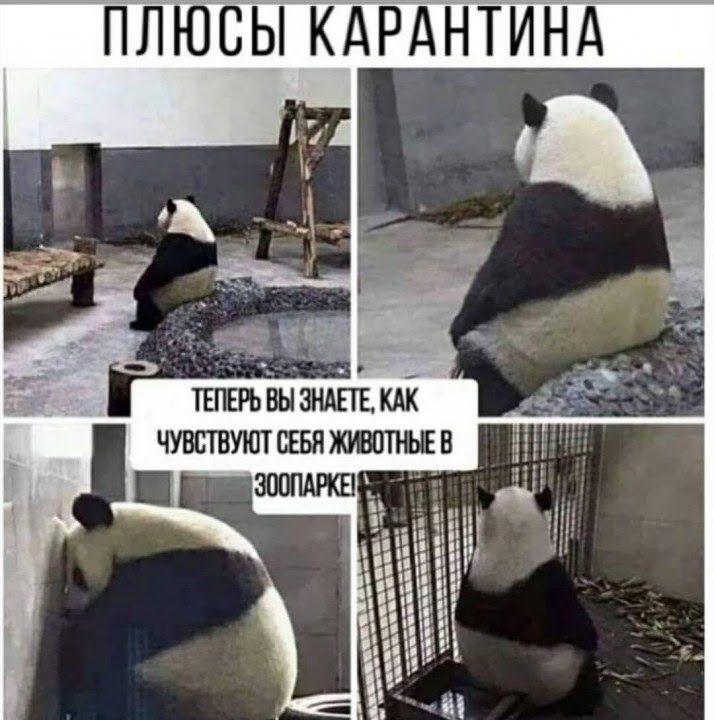 Представляю вам смешные картинки про коронавирус, фото 8 Представляю вам смешные картинки про коронавирус, фото 8