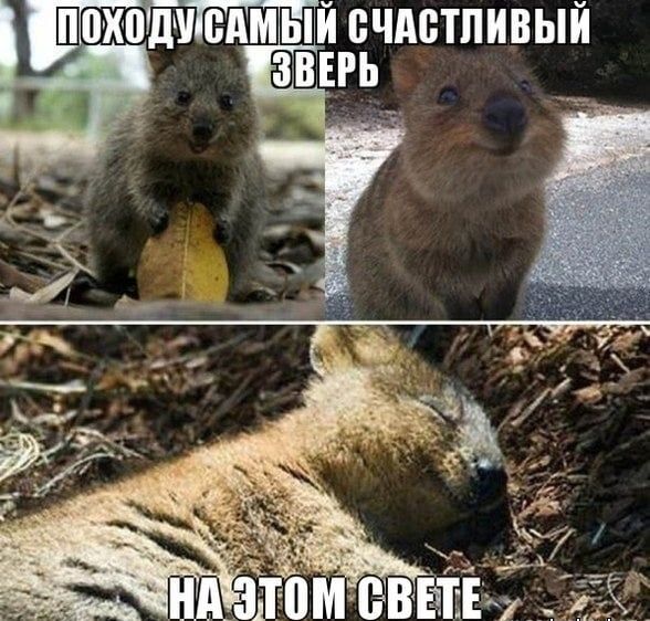 Весёлые картинки про котов, забавные домашние животные, фото 1 Весёлые картинки про котов, забавные домашние животные, фото 1