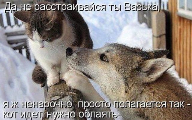 Весёлые картинки про котов, забавные домашние животные, фото 2 Весёлые картинки про котов, забавные домашние животные, фото 2