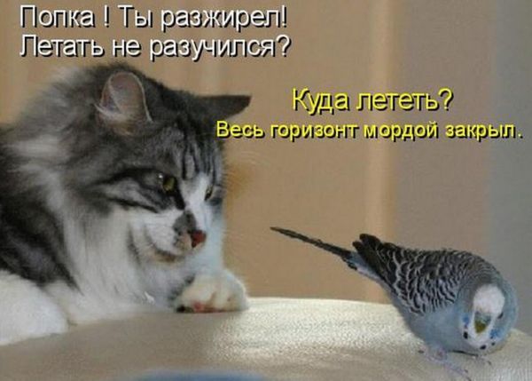 Весёлые картинки про котов, забавные домашние животные, фото 3 Весёлые картинки про котов, забавные домашние животные, фото 3