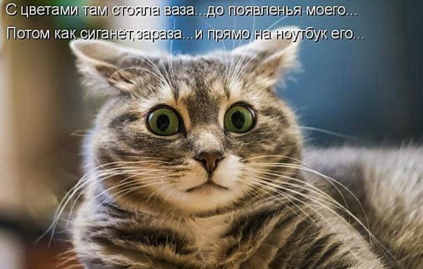 Весёлые картинки про котов, забавные домашние животные, фото 4 Весёлые картинки про котов, забавные домашние животные, фото 4
