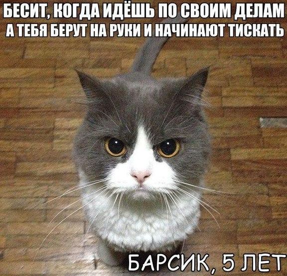 Весёлые картинки про котов, забавные домашние животные, фото 7 Весёлые картинки про котов, забавные домашние животные, фото 7