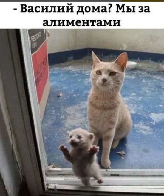 Весёлые картинки про котов, забавные домашние животные, фото 9 Весёлые картинки про котов, забавные домашние животные, фото 9