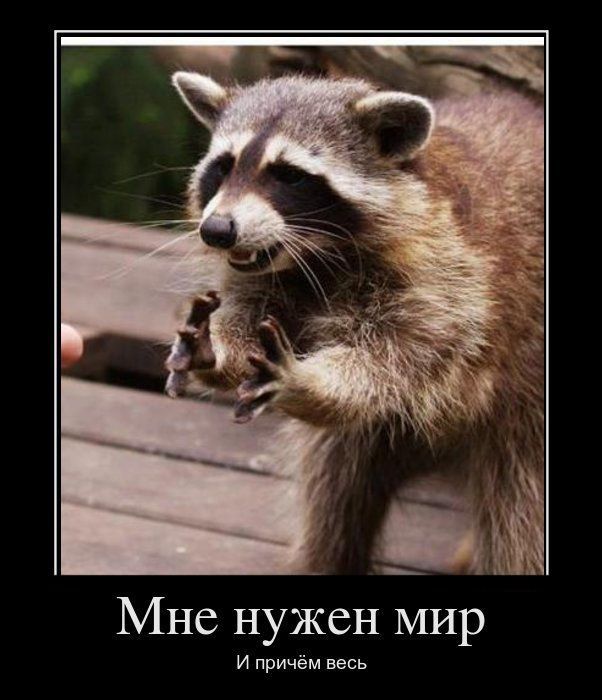 Весёлые картинки про котов, забавные домашние животные, фото 10 Весёлые картинки про котов, забавные домашние животные, фото 10