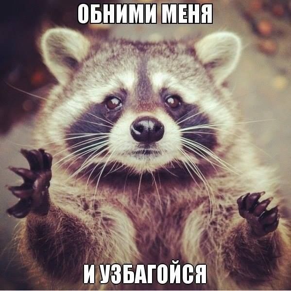 Весёлые картинки про котов, забавные домашние животные, фото 11 Весёлые картинки про котов, забавные домашние животные, фото 11