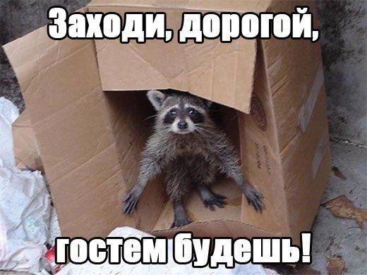 Весёлые картинки про котов, забавные домашние животные, фото 12 Весёлые картинки про котов, забавные домашние животные, фото 12
